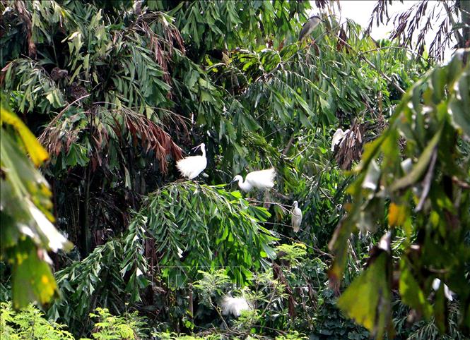 Các cá thể chim, cò sinh sống tại Vườn chim Hai Chìa (xã Trà Côn, tỉnh Vĩnh Long). Ảnh: Lê Thúy Hằng - TTXVN