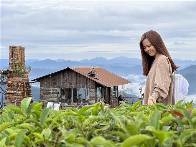 A tourist visits tea hill in Xuan Truong ward, Da Lat, Lam Dong province. VNA Photo: Nguyễn Thành