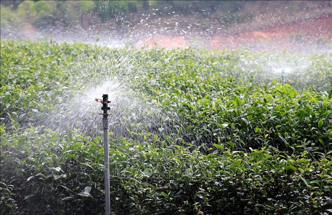 Applying water-saving irrigation technology to the Cau Dat tea growing area, Xuan Truong ward, Da Lat, Lam Dong province. VNA Photo: Nguyễn Thành