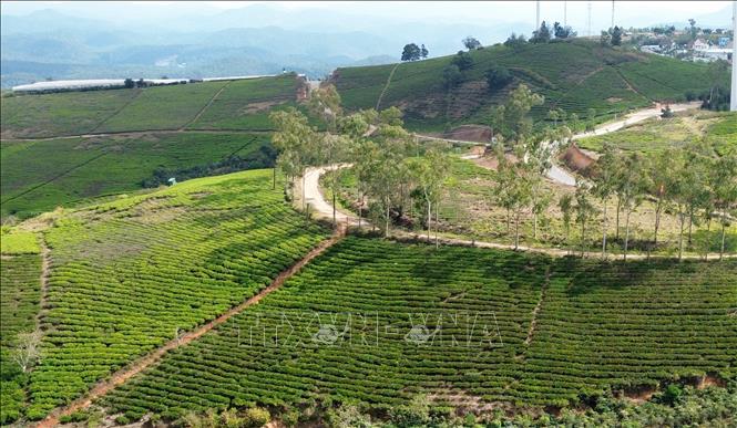 Cau Dat tea hill in Xuan Truong ward, Da Lat, Lam Dong province. VNA Photo: Nguyễn Thành