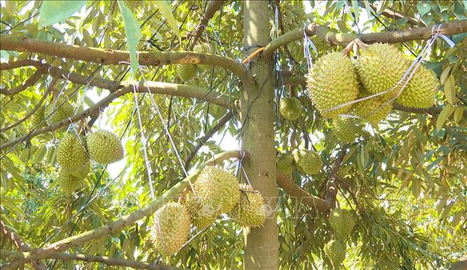 Việc sử dụng hiệu quả các nguồn lực hỗ trợ đang từng bước tạo chuyển biến tích cực trong công tác giảm nghèo tại địa phương, góp phần thúc đẩy phát triển kinh tế - xã hội, nâng cao đời sống người dân vùng biên trong quá trình xây dựng thành phố Đồng Nai mới. Ảnh: Đậu Tất Thành – TTXVN
