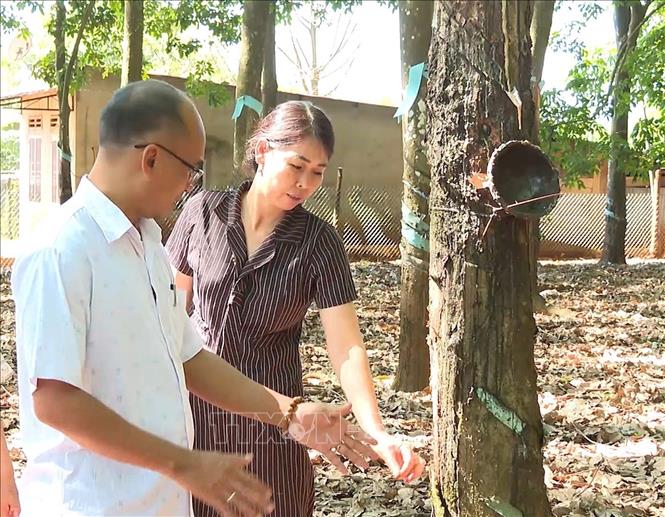 Chị Bế Thị Tuyên, thôn Cầu Sắt, xã Bù Gia Mập, thành phố Đồng Nai trồng cao su từ khi được tiếp cận nguồn vốn của Hội Nông dân, mang lại hiệu quả kinh tế. Ảnh: Đậu Tất Thành – TTXVN
