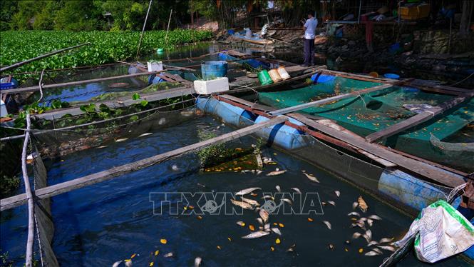 Một hộ dân nuôi cá lồng bè trên sông Vàm Cỏ Đông (địa bàn xã Hảo Đước, tỉnh Tây Ninh) bị thiệt hại do tình trạng nước ô nhiễm kéo dài. Ảnh: Minh Phú - TTXVN 