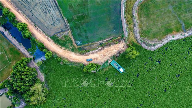 Đoạn sông Vàm Cỏ Đông chảy qua địa bàn xã Long Chữ, tỉnh Tây Ninh xuất hiện tình trạng nước đổi màu, lục bình phát triển dày đặc. Ảnh: Minh Phú - TTXVN 