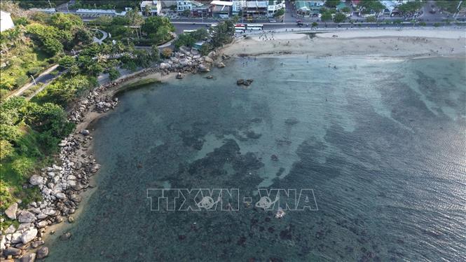 San hô Hòn Chồng - Nha Trang cần được bảo vệ. Ảnh: Đặng Tuấn - TTXVN