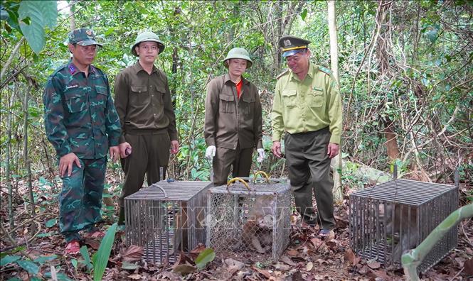 The authorities at Phong Nha–Ke Bang National Park release the rescued wild animals back into their natural habitat. VNA/Photo by courtesy