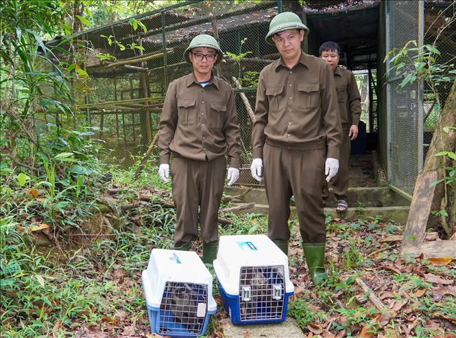 The authorities at Phong Nha–Ke Bang National Park release the rescued wild animals back into their natural habitat. VNA/Photo by courtesy