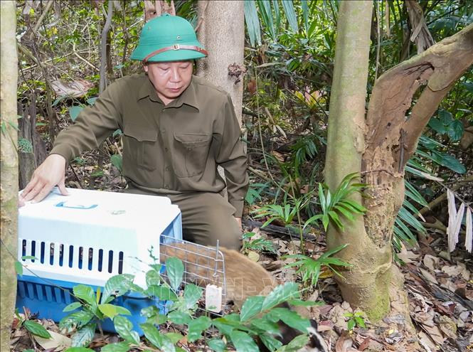 The authorities at Phong Nha–Ke Bang National Park release the rescued wild animals back into their natural habitat. VNA/Photo by courtesy