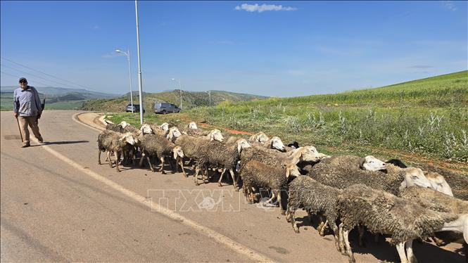 Cừu Algeria được chăn thả trên cao nguyên ở tỉnh Constantine. Ảnh: Nguyễn An - PV TTXVN tại Algeria
