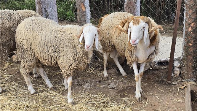 Một trong những con cừu to, đẹp mà người dân Algeria thích lựa chọn cho lễ Hiến sinh. Ảnh: Nguyễn An - PV TTXVN tại Algeria