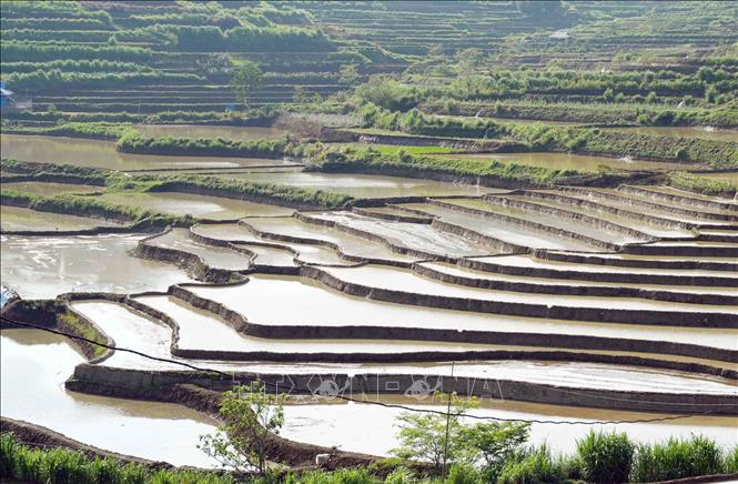 Nước đổ xuống lấp đầy các thửa ruộng bậc thang như những chiếc gương khổng lồ phản chiếu mây trời kỳ vĩ. Ảnh: Quý Trung - TTXVN