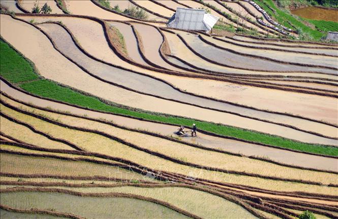 Người dân tranh thủ làm đất chuẩn bị cho mùa vụ mới. Ảnh: Quý Trung – TTXVN