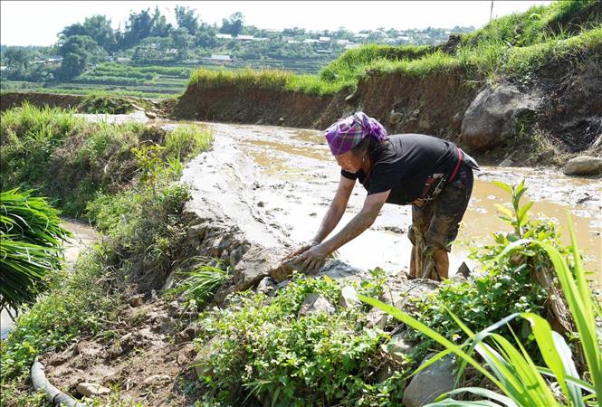 Người dân đắp bờ để giữ nước cho cây lúa phát triển tốt. Ảnh: Quý Trung – TTXVN