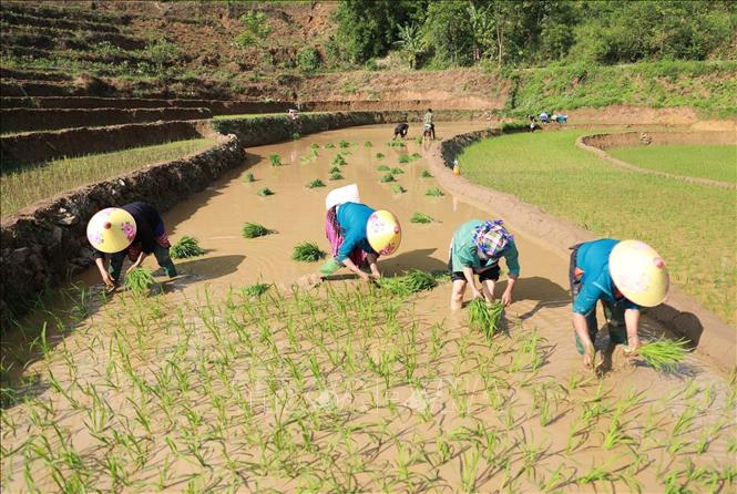 Người dân cấy giống lúa sớm, bắt đầu một vụ mùa mới. Ảnh: Quý Trung – TTXVN