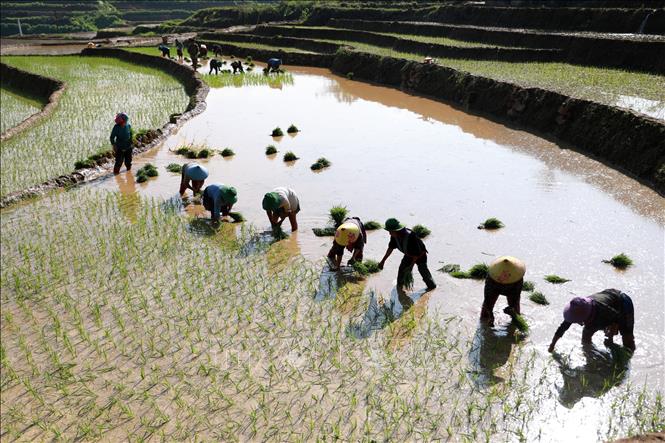 Người dân cấy trên những thửa ruộng đã đủ nước. Ảnh: Quý Trung – TTXVN