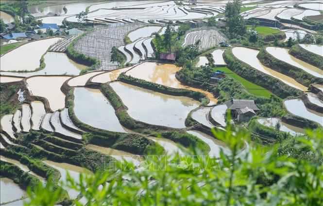 Những cơn mưa lớn đưa lượng nước lấp đầy các thửa ruộng bậc thang như những chiếc gương khổng lồ phản chiếu mây trời kỳ vĩ. Ảnh: Quý Trung – TTXVN