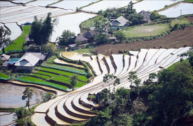 Nước đổ xuống làm cho những thửa ruộng bậc thang lấp lánh, đan xen màu xanh mượt của mạ non, tạo thành một bức tranh thanh bình giữa đại ngàn. Ảnh: Quý Trung – TTXVN