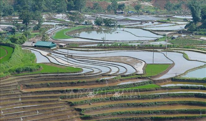 Màu xanh của mạ non đan xen với màu nước tạo ra bức tranh quê thanh bình. Ảnh: Quý Trung – TTXVN