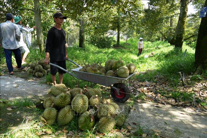 Nhà vườn xã Ngũ Hiệp, tỉnh Đồng Tháp thu hoạch sầu riêng Monthong.  Ảnh Công Trí-TTXVN