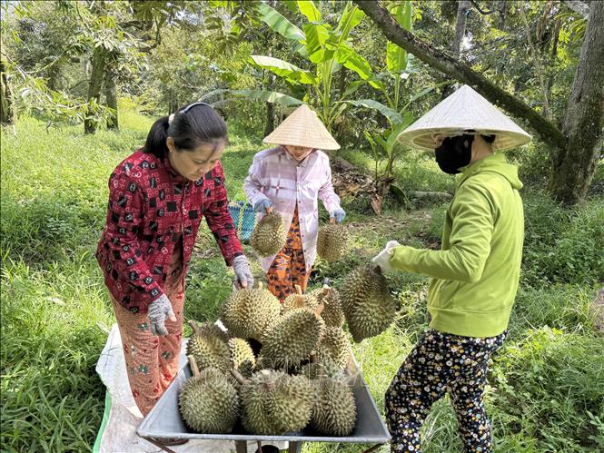 Nhà vườn xã Ngũ Hiệp, tỉnh Đồng Tháp thu hoạch sầu riêng Monthong.  Ảnh Công Trí-TTXVN