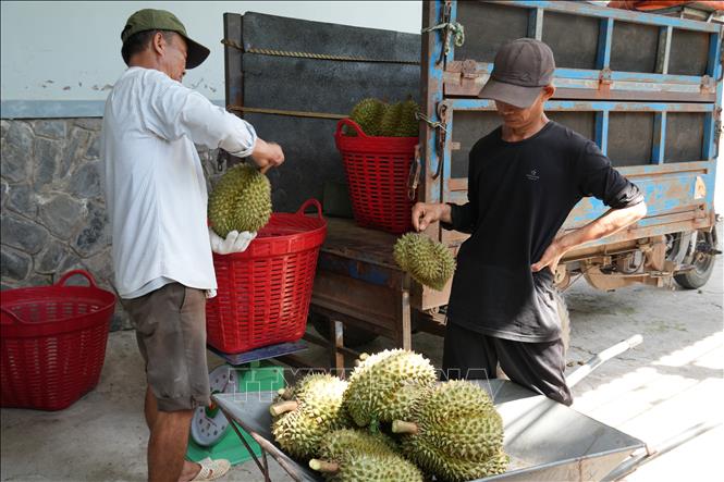 Thương lái thu mua sầu riêng Monthong tại nhà vườn xã Ngũ Hiệp, tỉnh Đồng Tháp. Ảnh Công Trí-TTXVN