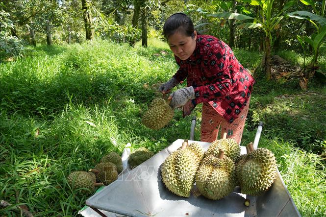 Nhà vườn xã Ngũ Hiệp, tỉnh Đồng Tháp thu hoạch sầu riêng Monthong.  Ảnh Công Trí-TTXVN