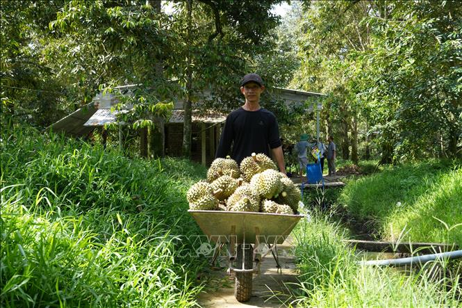 Nhà vườn xã Ngũ Hiệp, tỉnh Đồng Tháp thu hoạch sầu riêng Monthong.  Ảnh Công Trí-TTXVN
