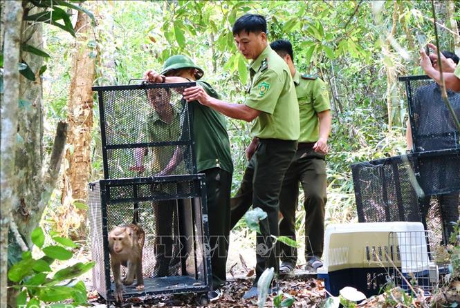 Lực lượng chức năng tỉnh Đắk Lắk thả động vật hoang dã về môi trường tự nhiên. Ảnh: TTXVN phát