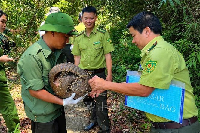 Cá tê tê Java thuộc nhóm IB (nhóm động vật rừng nguy cấp, quý, hiếm) chuẩn bị được thả về Vườn Quốc gia Chư Yang Sin. Ảnh: TTXVN phát