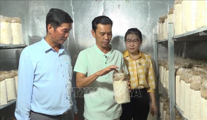 Hiện Hợp tác xã Việt Farm do anh Việt vận hành có 3 trại nấm với khoảng 30 ngàn phôi, cho sản lượng gần 7,5 tấn nấm thương phẩm mỗi vụ. Ảnh: Đậu Tất Thành – TTXVN
