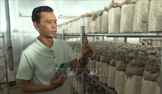 Anh Huỳnh Tấn Việt cho biết, trước đây việc trồng nấm chủ yếu dựa vào kinh nghiệm thủ công nên hiệu quả chưa cao, quá trình chăm sóc cũng mất nhiều thời gian và công sức. Ảnh: Đậu Tất Thành – TTXVN