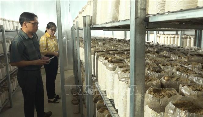 Không chỉ mang lại nguồn thu nhập ổn định cho gia đình, mô hình nấm mối đen của anh Huỳnh Tấn Việt còn tạo việc làm cho nhiều lao động địa phương và hỗ trợ người dân phát triển kinh tế. Ảnh: Đậu Tất Thành – TTXVN