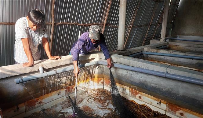 Nuôi lươn trong bể xi măng ở xã Hồng Dân, tỉnh Cà Mau. Ảnh: Tuấn Kiệt – TTXVN.