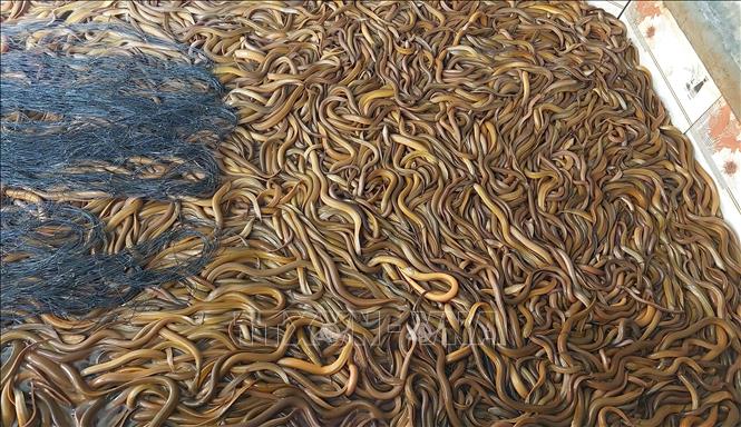 Lươn nuôi của các hộ dân tỉnh Cà Mau tồn đọng, khó tiêu thụ. Ảnh: Tuấn Kiệt – TTXVN.