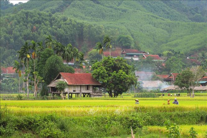 Những cánh đồng lúa nước xanh mướt trải dài dưới chân núi hôm nay không chỉ tạo nên “vựa” lương thực, mang lại cuộc sống đủ đầy hơn mà còn phản chiếu sự cần cù, bền bỉ của người dân vùng cao, miền núi trong thung lũng. Ảnh: Xuân Tiến - TTXVN 