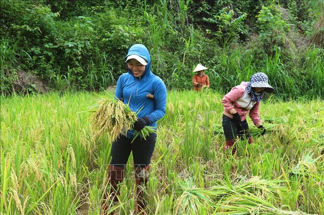 Người dân đồng bào Thái xã Bình Chuẩn (tỉnh Nghệ An) thu hoạch lúa trên những diện tích ruộng nằm giáp ranh vùng đệm của đại ngàn Pù Huống. Ảnh: Xuân Tiến - TTXVN 