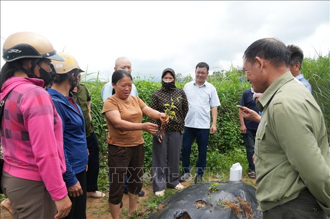 Người dân giới thiệu tiến độ sinh trưởng của cây bách bộ sau thời gian trồng 3 tháng. Ảnh: Tiến Vĩnh – TTXVN 