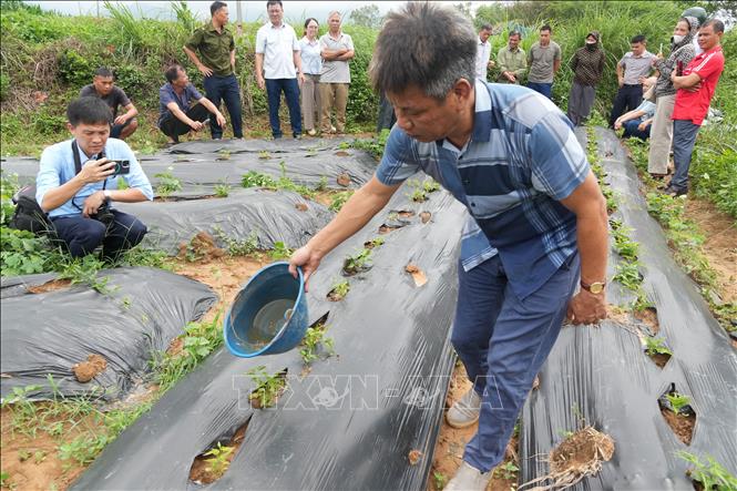 Phân vi sinh được hòa vào nước theo tỷ lệ tưới cho cây trồng. Ảnh: Tiến Vĩnh – TTXVN