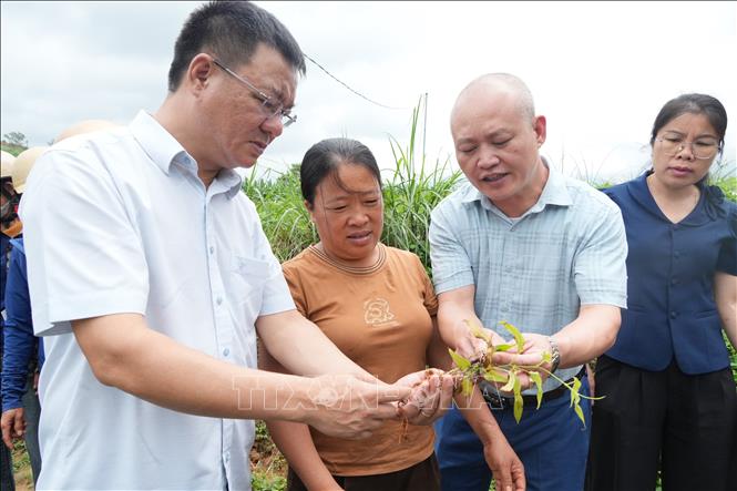 Chính quyền và cán bộ chuyên môn kiểm tra tiến độ sinh trưởng của diện tích trồng cây bách bộ tại vườn trồng. Ảnh: Tiến Vĩnh – TTXVN 