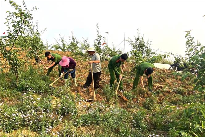 Cán bộ, chiến sĩ Công an xã Xín Mần (Tuyên Quang) hỗ trợ người dân chăm sóc, thu hoạch gừng. Ảnh: TTXVN phát