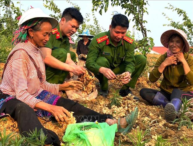 Cán bộ, chiến sĩ Công an xã Xín Mần (Tuyên Quang) giúp các hộ gia đình thu hoạch gừng. Ảnh: TTXVN phát