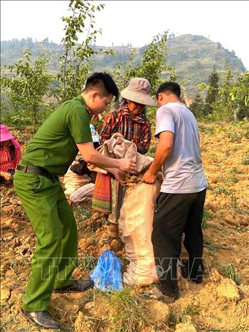Cán bộ, chiến sĩ Công an xã Xín Mần (Tuyên Quang) hỗ trợ người dân thu hoạch, đóng bao gừng đến vụ. Ảnh: TTXVN phát