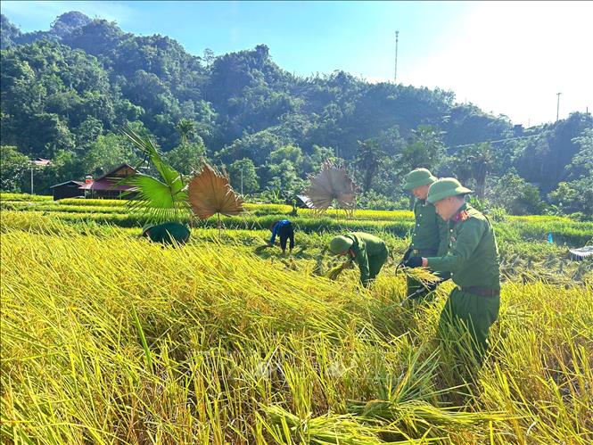 Cán bộ, chiến sĩ Công an xã Lâm Bình (Tuyên Quang) hỗ trợ người dân thu hoạch lúa mùa. Ảnh: TTXVN phát