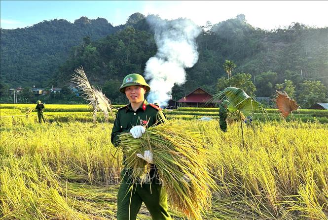 Công an xã Lâm Bình (Tuyên Quang) hỗ trợ gia đình anh Nguyễn Văn Cán (là con liệt sĩ tại thôn Nà Khà) thu hoạch lúa mùa. Ảnh: TTXVN phát