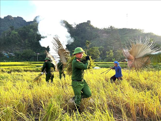 Công an xã Lâm Bình (Tuyên Quang) hỗ trợ gia đình anh Nguyễn Văn Cán (là con liệt sĩ tại thôn Nà Khà) thu hoạch lúa mùa. Ảnh: TTXVN phát