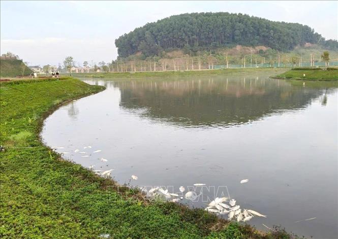 Cá chết nổi trắng tại Hồ sinh thái Khu dân cư 577. Ảnh: Lê Phước Ngọc - TTXVN