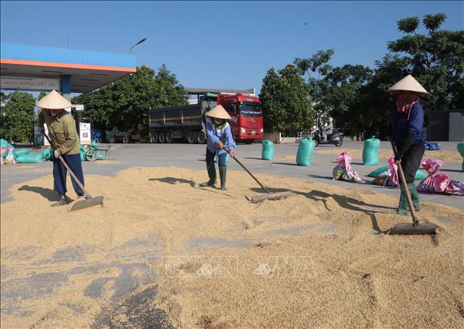 Người lao động tất bật đảo thóc giữa thời tiết nắng nóng để kịp hong khô. Ảnh: Tạ Toàn – TTXVN