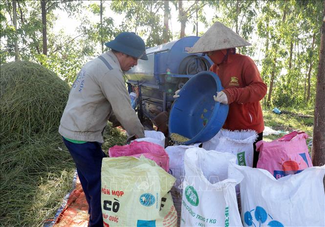 Để tránh nắng, ngoài việc đi làm sớm, nhiều người dân còn tìm những chỗ có bóng cây để sản xuất. Ảnh: Tạ Toàn – TTXVN