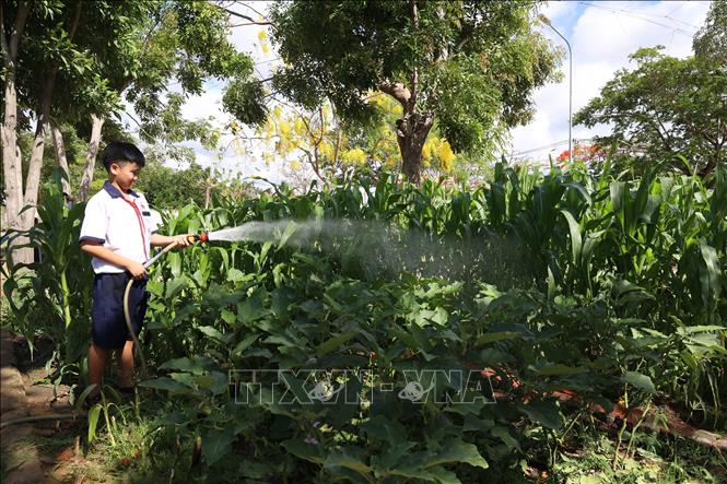 Học sinh trường Tiểu học Cần Thạnh 2, xã Cần Giờ (Thành phố Hồ Chí Minh) tưới nước, chăm sóc vườn rau. Ảnh: Hồng Đạt - TTXVN