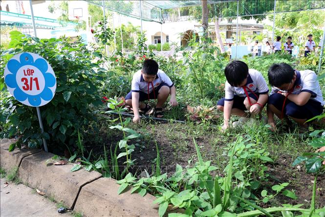 Học sinh trường Tiểu học Cần Thạnh 2 (Thành phố Hồ Chí Minh) trồng và chăm sóc các loại rau. Ảnh: Hồng Đạt - TTXVN